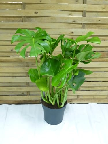 [Palmenlager] Monstera deliciosa - Fensterblatt - 100 cm - Pot 21 cm Ø - Zimmerpflanze