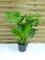 [Palmenlager] Monstera deliciosa - Fensterblatt - 90 cm - Pot 21 cm Ø - Zimmerpflanze