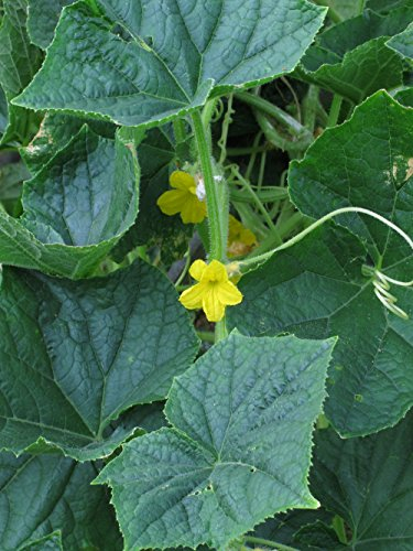 Pepino amarillo 'Crystal Lemon' (Cucumis sativus) - aprox. 10 semillas