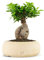 Ficus Ginseng Bonsai Altezza 45 cm, Pianta Vera, Pianta da Interno, Vaso artigianale di Terracotta - Bianco