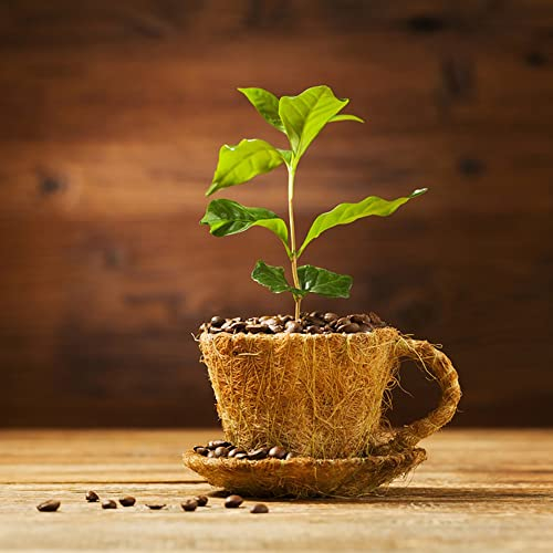 Kaffeesamen Blumen Samen Bonsaibaum Kaffee Baumsamen Gartenpflanzen Kaffeepflanze Kaffe Hochbeet Samen Kaffeebohnen Bonsai Balkonpflanzen Garten Geschenk Pflanzensamen 10 Kaffee Saatgut