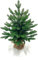 EveXmas- Adele- 55 cm- 100% Spritzguss - Künstlicher Weihnachtsbaum wie EIN echter - Tannenzweige aus 100% Polyethylen- Auf einem Metallständer- Aufbewahrungstasche im Lieferumfang enthalten