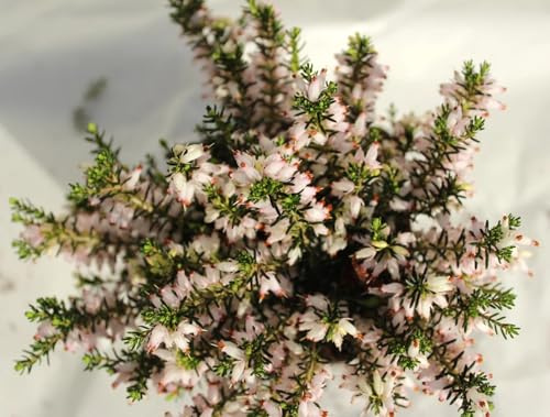 10 Stck. Erica carnea Kathy Winterheide/Heidekraut immergrün und winterhart
