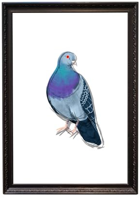 Kunstdruck Din A4 ohne Rahmen - Felsentaube - Taube Vogel - Grafik - Moderne Kunst Poster Bild