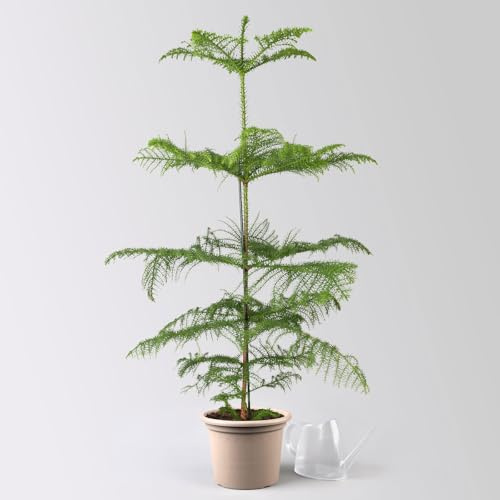 Zimmertanne, Topf-Ø 21 cm, Höhe ca. 90 cm