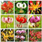 10 Lilium MARTAGON LILIE Gemischte Farbe Turk's Cap Lilie Rot Rosa Orange Blumensamen: Samen