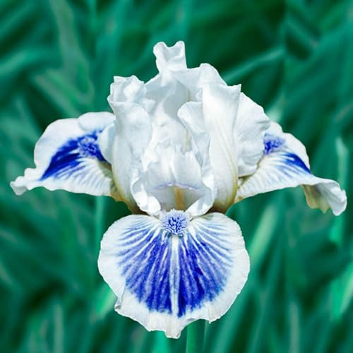 Iris Bulbi Rifiorente Lampadine Dell'Iride Il Rizoma è Grosso,Preferisce Umidità Moderata,Buon Drenaggio,Forte Adattabilità,Grandi Fiori Bellissimi,Forte Tolleranza Al Freddo, 8bulbi
