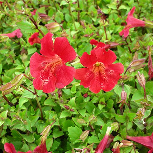 Blumixx Stauden Mimulus cupreus 'Roter Kaiser' – Scharlachrote Gauklerblume, ideal für Wasserrand & Feuchtstandorte, scharlachrot blühend, winterhart, im 0,5L Topf