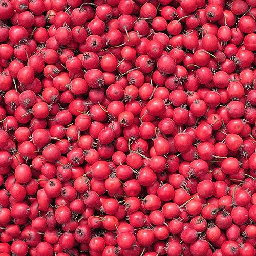 120 pcs weißdorn pflanze kaufen samen - baumsamen plants pflanzensamen,Crataegus pinnatifida,weissdorn obstbaum ausgefallene geschenke seltene pflanzen obstsamen pflanztöpfe garten