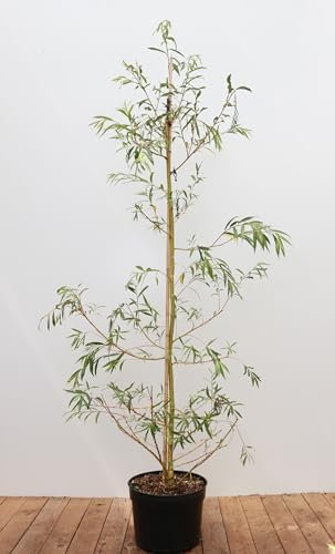 Salix alba 'Tristis' 125–150 cm – Winterhart, Mehrjährig, Pflegeleicht – Trauerweide – Solitärbaum für Garten & Teichrand