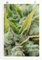 Eau Zone Home Bild - Naturbilder – Cannabis Blüte mit Pollen im Detail - Poster Fotodruck in höchster Qualität