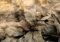 decomonkey Fototapete selbstklebend Pflanzen 343x256 cm Selbstklebende Tapeten Wand Fototapeten Tapete Wandtapete klebend Klebefolie Laub Natur Botanik Vintage Retro Brun