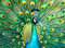 Cross & Glory - Emerald Peacock - 1000 Piece Jigsaw Puzzle for Adults with Stunning Peacock Artwork | Challenging Puzzle for Animal Lovers | Lasting Fun and Display