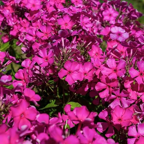 Bloomique - Set da 3 pezzi – Phlox Subulata MacDaniel's Cushion – Phlox – Piante da giardino – Resistente – Altezza 10 – 20 cm – Vaso 9 x 9 cm