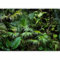 murando - Papier peint panoramique nature 200x140 cm - Revêtement mural décoration chambre salon - Design moderne - Gris vert - Jungle forêt feuilles nature palmiers tropical vert b-B-0312-a-a