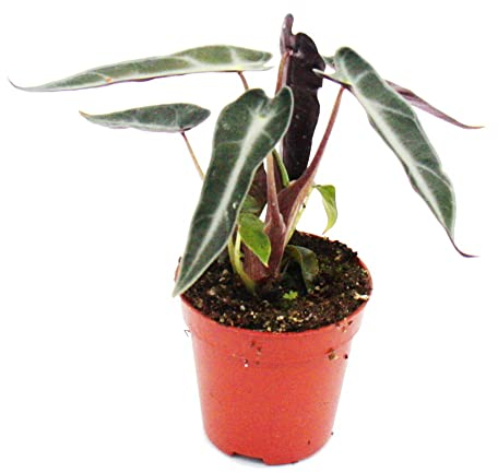 Exotenherz - Mini pianta – Alocasia – Arrovo – Ideale per piccole ciotole e bicchieri – Pianta per bambini in vaso da 5,5 cm
