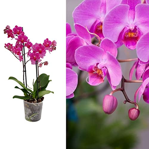 Phalaenopsis Multiflora Orchid (Purple) 2 Stem in 12cm Pot - Indoor Plant - Perfect for The Home or Office (2 Plants)