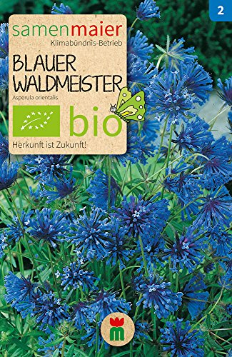 Samen Maier 800 Blauer Waldmeister (Bio-Waldmeistersamen)