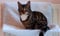 DIVCHI Heizkörperbett für Katzen und Hunde, aus warmem Fleece
