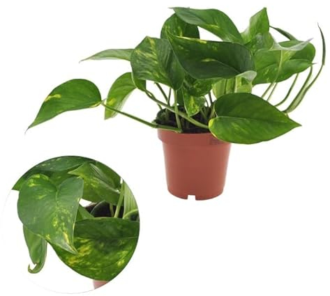 Efeutute (Epipremnum Aureum) - Pflegeleichte, Luftreinigende Zimmerpflanze im Topf Ø 12 cm, Höhe ca. 20 cm