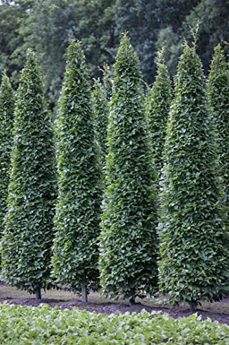 Säulen-Hainbuche 80-100 cm Topf Carpinus betulus winterhart Sichtschutz | Carpinus betulus, säulenförmig, sommergrün, sonnig bis schattig, Sichtschutzhecke, winterhart bis -30 °C