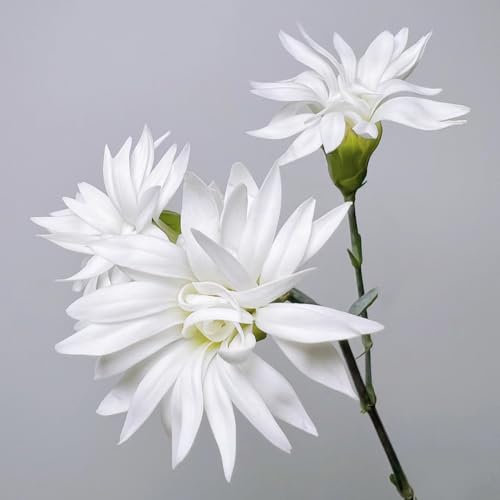 100 Pcs Nelken Samen Winterhart Mehrjährig - Bartnelken Blumensamen, Ausgefallene Geschenke, Bodendecker Winterhart Mehrjährig Bartnelken Pflanzen Samen, Nelken Bio Samen, Wildblumen