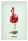 artboxONE Poster 30x20 cm Tiere Cherringo hochwertiger Design Kunstdruck - Bild Flamingo Flamingo Humor