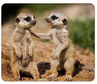 Merchandise for Fans Mauspad/Mouse Pad Textil | Rückseite Kautschuk | rutschfest | 22 x 18 cm |für alle Maustypen |Büro und Gamer| Motiv: Erdmännchen | 01