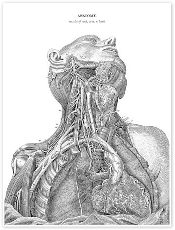 Anatomie des Nervensystems im Herzen, Hals und Arm Poster 50 x 70 cm Wandbilder Wanddeko