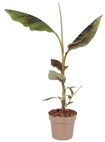 Plant in a Box - Bananiers d’Abyssinie - Musa sikkimensis Ever Red - Hauteur 55-70cm - Pot 21cm - Plante d'extérieur tropicale - Non rustique