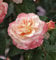 Hochstamm Rose Augusta Luise 80-100cm - Gartenpflanze