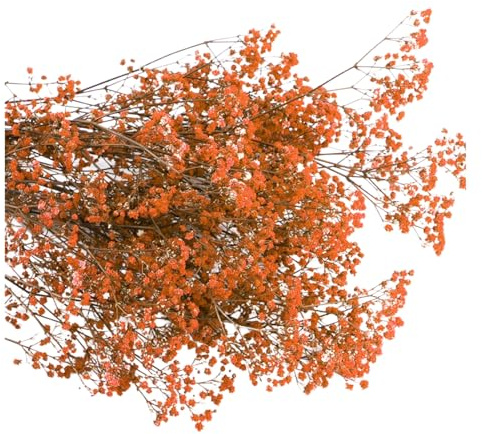 Porceosy Getrocknete Blumenarrangements, Schleierkraut, Aeoniumstrauß, lebendige Farbe, lichtecht, pflegeleicht, natürliche Valentinstagsdekoration, Orange