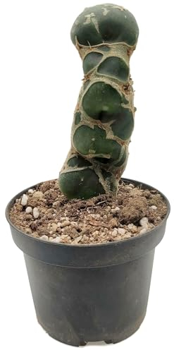 Fangblatt - Opuntia reticulata 'Cobra' - exotischer Kaktus im Ø 9 cm Topf, ↑ ca. 15 cm - pflegeleichte Zimmerpflanze