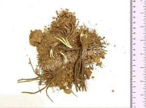 SB 3 RED HOT Poker Torch Lily PERENNIALS Plant Roots Spring LGARDENING Border