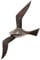 MichaelNoll Vogel Vogelschwarm Flügel Wanddekoration Silber Aluminium Metall Deko Dekoration - Wanddeko für Wohnzimmer, Küche und Schlafzimmer - XL 51 cm