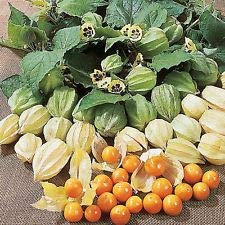 Grosella espinosa del cabo (100 semi) Dolce di Questa stagione del raccolto