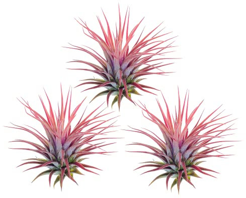 Planta Natural Tillandsia Ionantha de Color Rojo - Pack de 3 Plantas - Ideal para Terraza y Jardín Planta del Aire Que No Necesita Tierra para Vivir