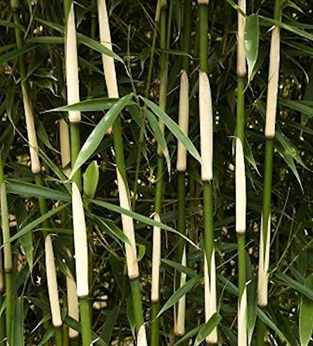 Hoher Heckenbambus Campbell 100-125cm - Fargesia robusta
