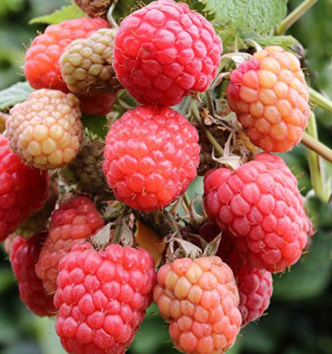 Himbeere Tulameen - Rubus idaeus - lebende Gartenpflanze aus den Baumschulen