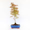 KENTIS - Bonsai Acer Palmatum Deshojo - Handförmiger Ahorn Bonsai - Echte Outdoor Pflanzen - Hoch 50-60 cm Keramiktopf Ø 21 cm
