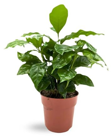 Coffea Arabica - Arabian Coffee Plant 25cm (12cm Nursery Pot)