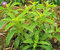 Vista 600 STÜCKE Neue Stevia Samen Stevia Kräuter Samen Stevia Rebaudiana Semillas für Garten Pflanzen Küche Süße Gewürz Bonsai Pflanze