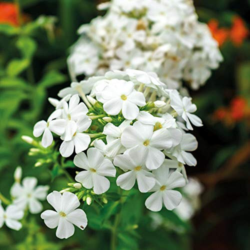 Phlox 'White Admiral' Hardy Perennial Flower x3 Bare Roots by Thompson and Morgan
