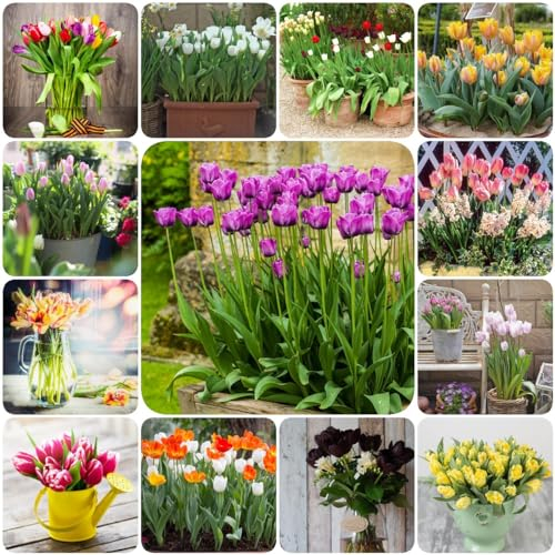 8 pcs tulpenzwiebeln mix - bonsai topf luftreinigende zimmerpflanzen tulpen zwiebeln winterhart mehrjährig,tulpenzwiebel, plant winterfeste pflanzen für garten pflanze dachbegrünung