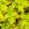 200 pcs buntnessel pflanze kaufen samen gartenkräuter dachbegrünung deko wohnzimmer modern kräuterlinge pflanzensamen wildkräuter samen winterharte kübelpflanzen kräuter pflanzen