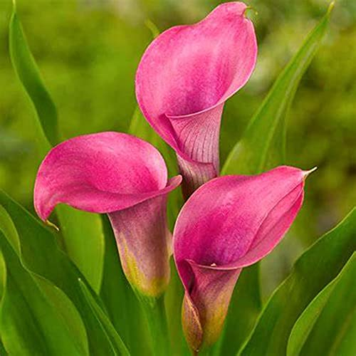 Calla Lily Zwiebeln Winterharte Pflanzen Calla Blumenzwiebeln Calla Zwiebeln Winterhart MehrjäHrig Leuchtende Farben Calla zwiebeln Calla lily plants live