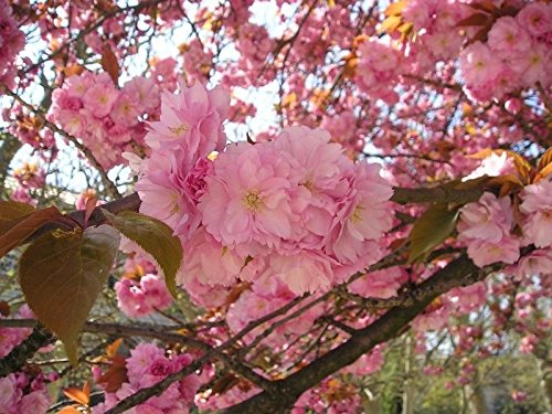 10 semillas de cerezo japonés Sakura Prunus serrulata Bonsai ornamental CombSH