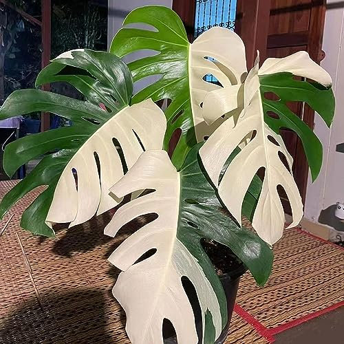 50 piezas semillas de monstera variegata - regalos para los amantes del jardín,Monstera deliciosa, decoración sala de estar macetas plantas de oficina plantas de balcón de jardinería