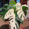 50 piezas semillas de monstera variegata - regalos para los amantes del jardín,Monstera deliciosa, decoración sala de estar macetas plantas de oficina plantas de balcón de jardinería