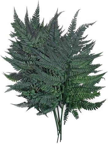 Enchanted Stabilisierter Farn Lederfarn Lang Dekogras Trockenblumen Deko Getrocknet Natürlich Grün
